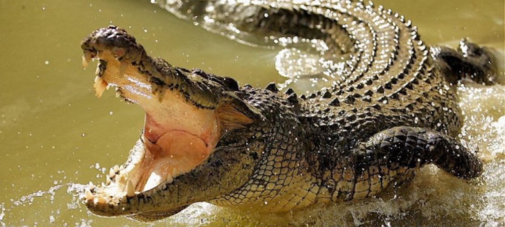 Résultats de recherche d'images pour « crocodile gueule »